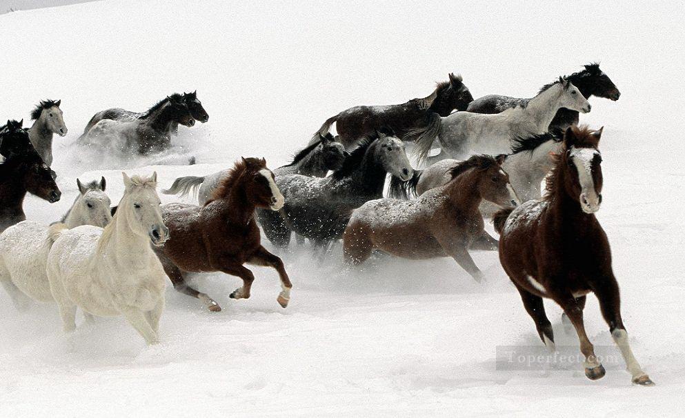 caballos corriendo sobre la nieve Pintura al óleo